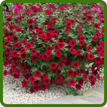 Drought Tolerant Red Velour Wave Petunia