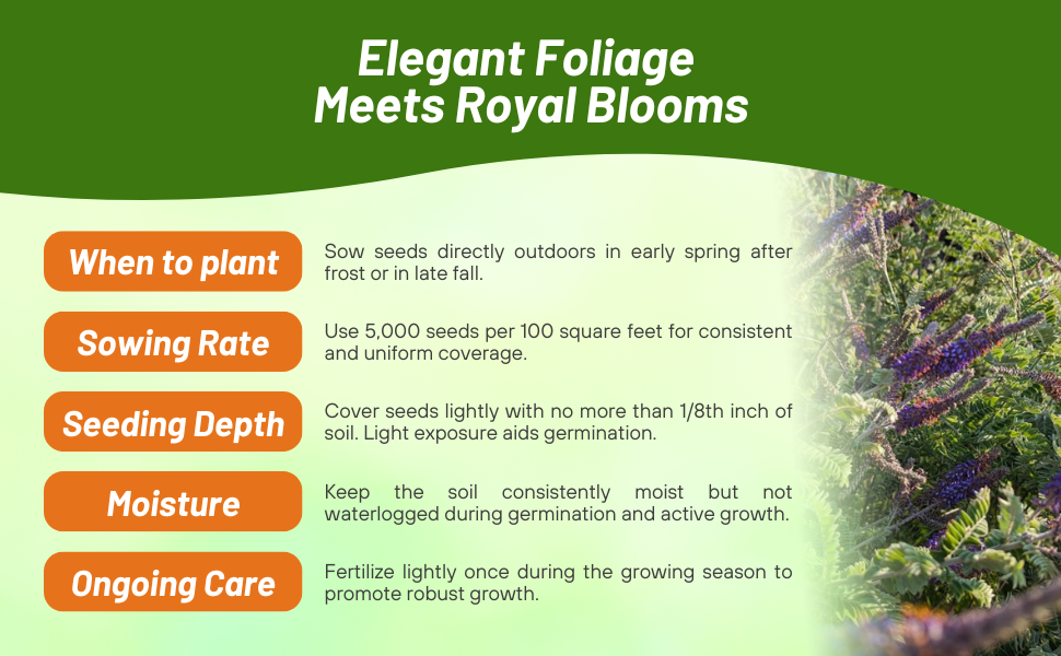 Planting Directions & Care For Leadplant