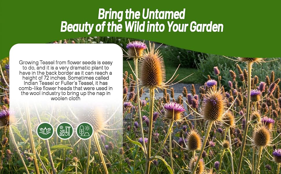 Planting Teasel Seeds