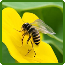 Canary Creeping Attracts Beneficial Pollinators