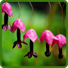 Purple Bell Vine Long Bloom Season