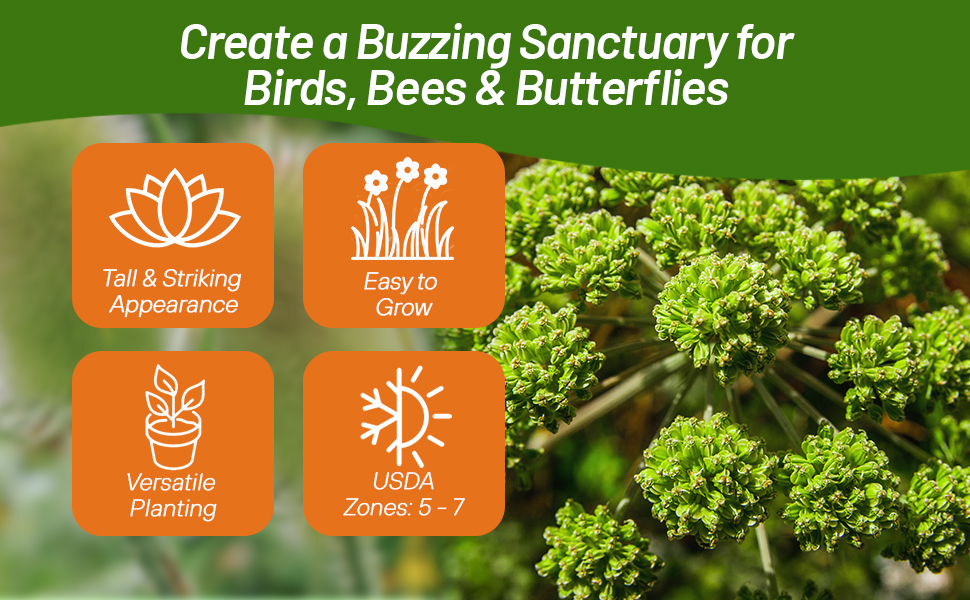 Angelica Attracts Pollinators Such as Birds, Bees, & Butterflies