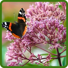 Tall, Upright Growth of Joe Pyeweed With Butterfly