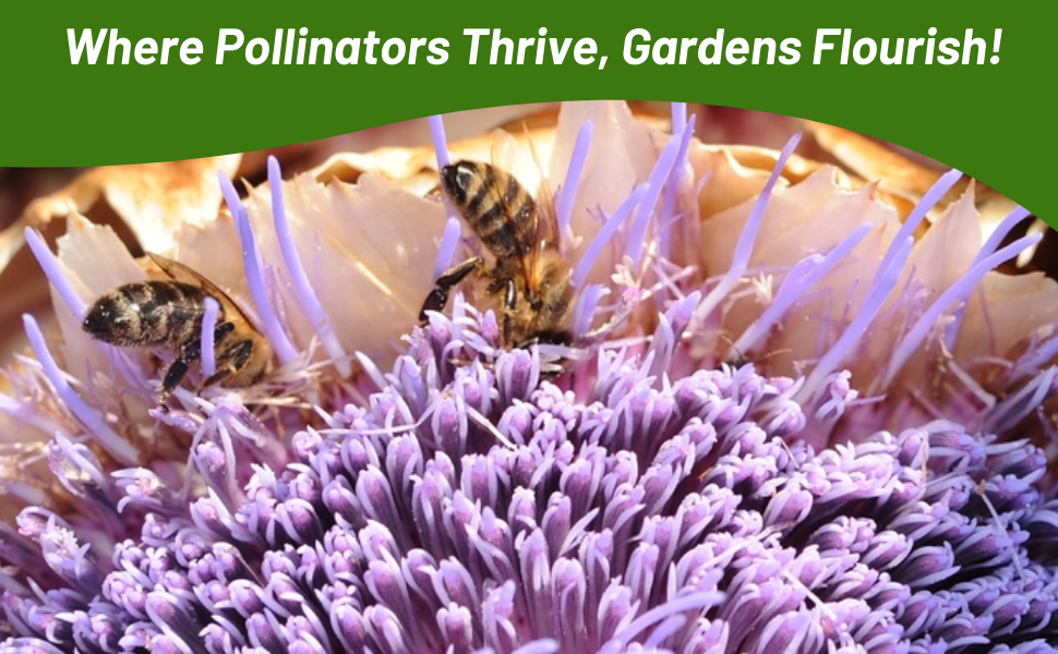 Pollinating Bees on Artichoke Blooms