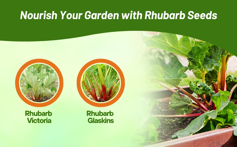 Victoria and Glaskins Rhubarb Varieties