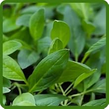 Grey-Green Foliage of PInk Chinese Forget Me Not Plants