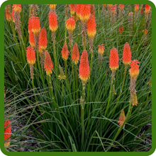 Red Hot Poker Thrives in Various Soils