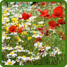 Deer Resistant Deer Wildflowers