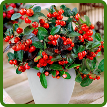 Gaultheria Wintergreen In Container