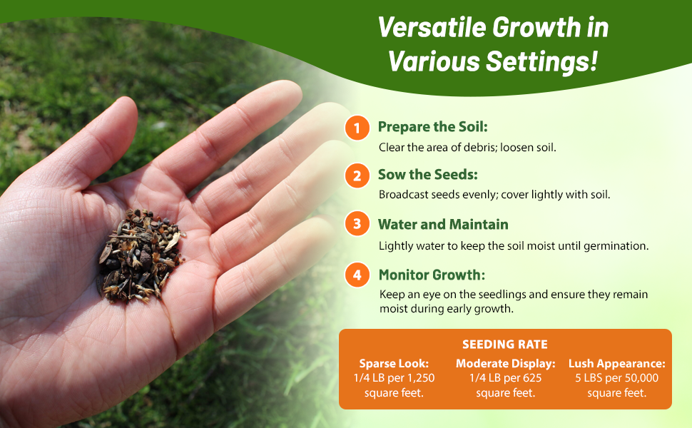 Short Low Growing Wildflowers For Planting