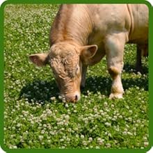 Arrowleaf Clover For Grazing, Pasture, Forage With High Nutrient Protein