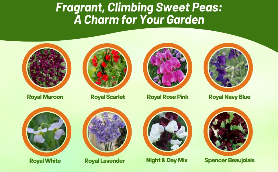 Varieties of Royal Lathyrus Sweet Peas