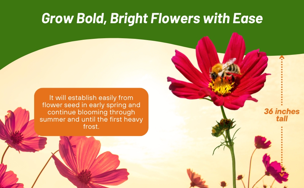 Tall Cosmos Sensation Dazzler Attracting Pollinating Bees