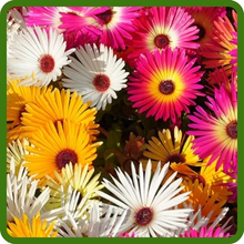 Perennial Ice Plant Flowering Ground Cover
