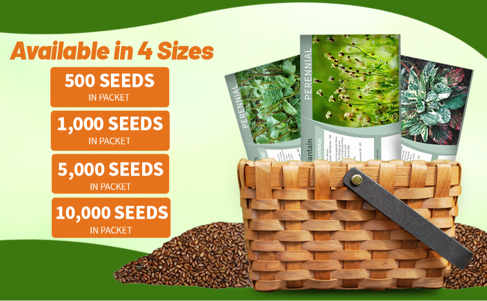 Plantago Plantain Seed Packets For Planting