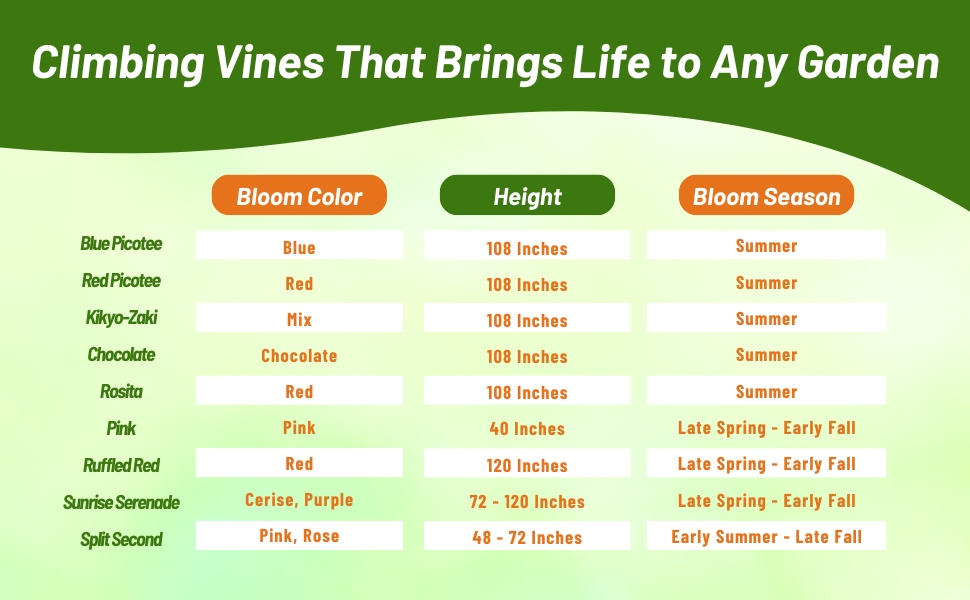 Ipomoea Nil Morning Glory Bloom Season, Height, and Color Chart