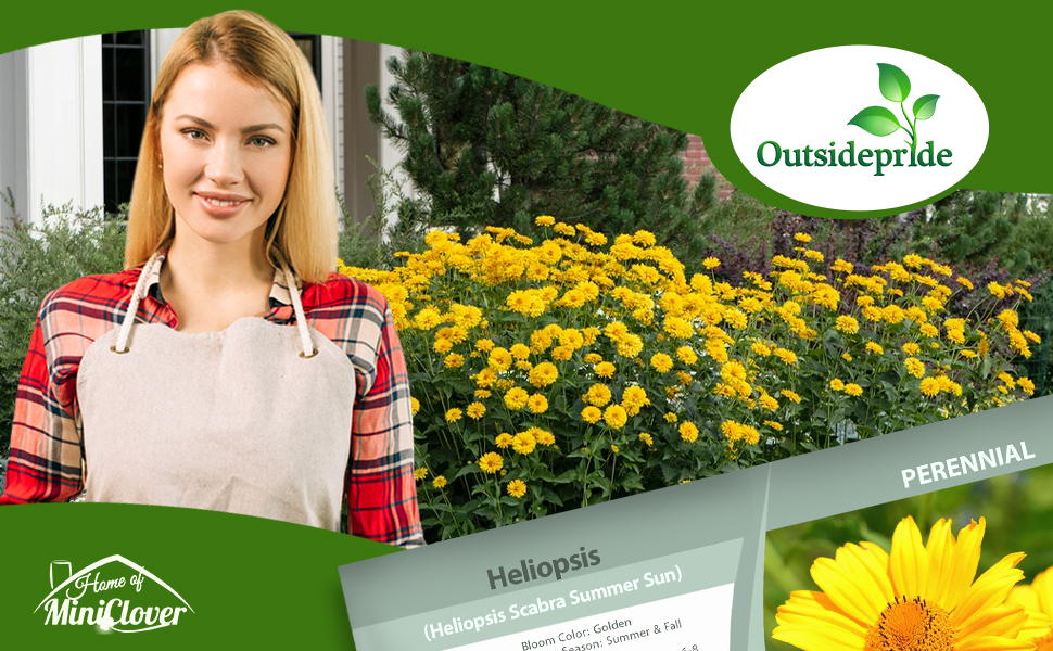 Heliopsis Yellow Flower Garden