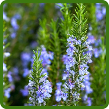 Rosemary Herb