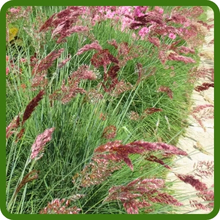 Compact, Mounded Growth Habit of Ruby Grass