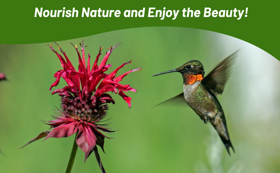 Hummingbird Flying Next To Monarda Didyma Bee Balm Flower