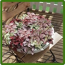 Hypoestes Container Plants