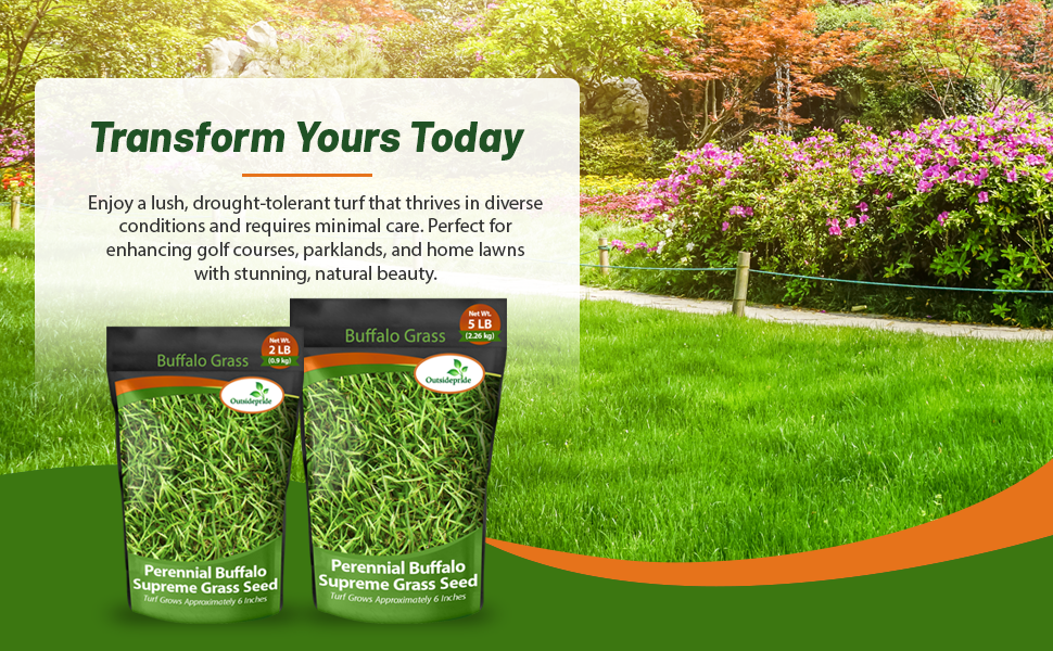 Minimal Care Buffalo Lawn Grass Seed For Low Maintenance Applications