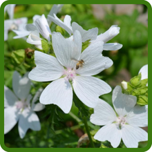 Musk Mallow Attracts Bees & Other Pollinators