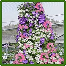 Climbing Asarina Scandens Climbing Snapdragon Vines