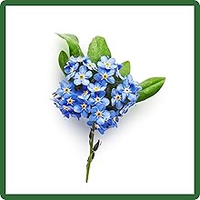 Myosotis sylvatica Forget-me-not Cut Flower