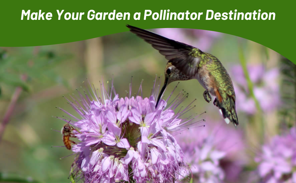 Pollinating Hummingbird on Cleome Spider Flower