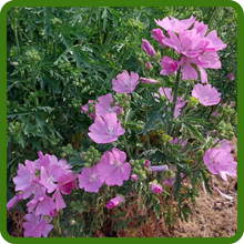 Extended Blooming Season of Musk Mallow Flowers