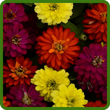 image of flower
