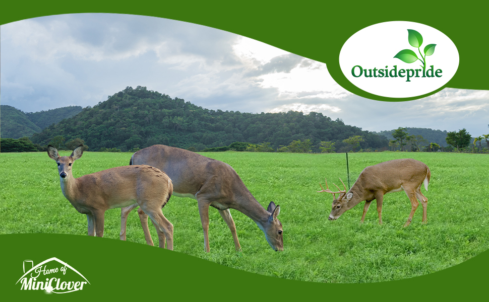 Sweet Spot Deer Food Plot Seed