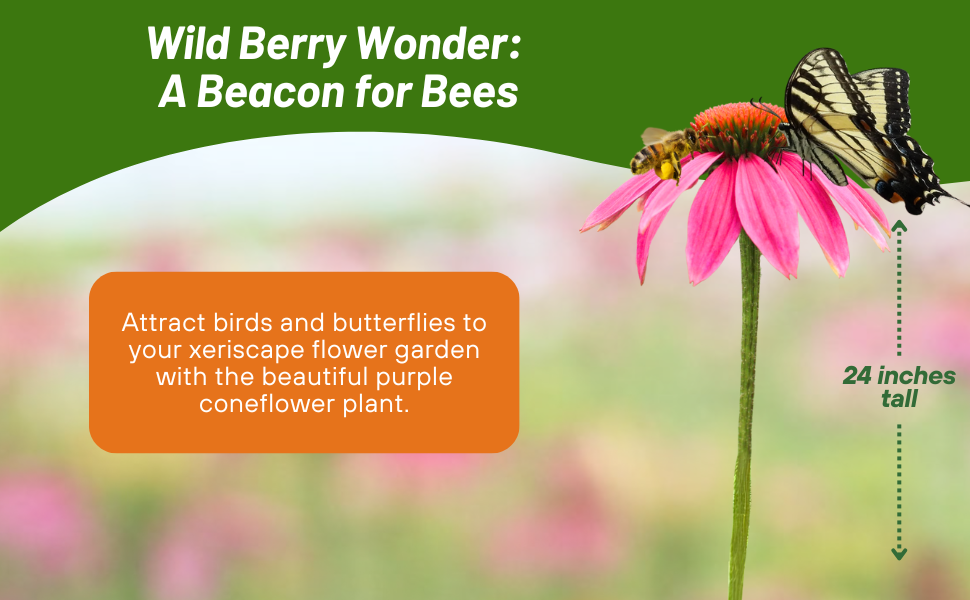 Echinacea Pow Wow Wild Berry Purple Coneflower For Pollinating Bees