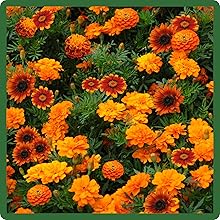 Long Blooming Orange Wildflowers