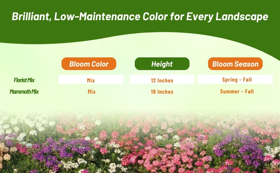 Bloom Color, Height, & Season Chart For Verbena Hybrida Flower Seeds