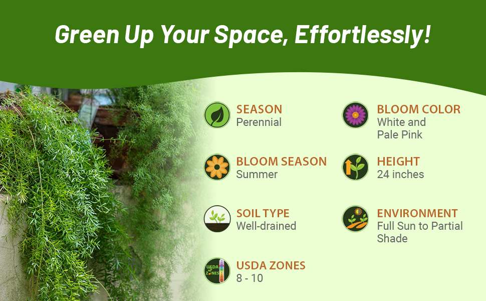 Perennial Sprengeri Asparagus Fern For Full Sun to Partial Shade