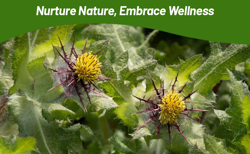 Thistle-like Foliage of Blessed Thistle Herb Plants Grown From Seeds