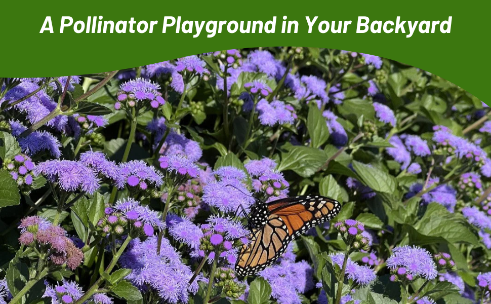 Ageratum Attracting Butterflies & Pollinators