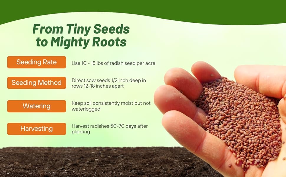 Seeding Rate & Planting Time For Daikon Radish Cover Crop Seeds