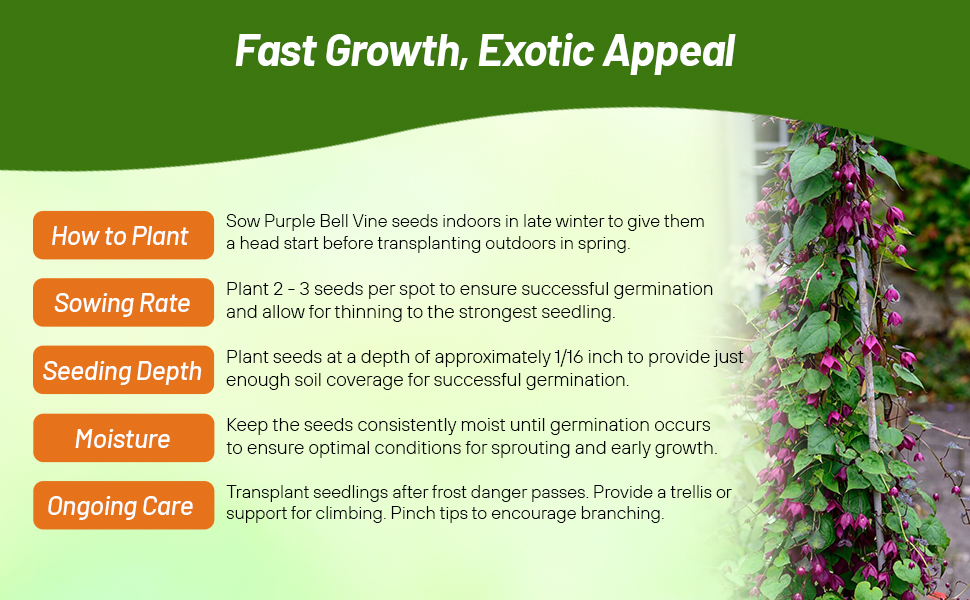 Purple Bell Vine Planting Directions & Seeding Rate