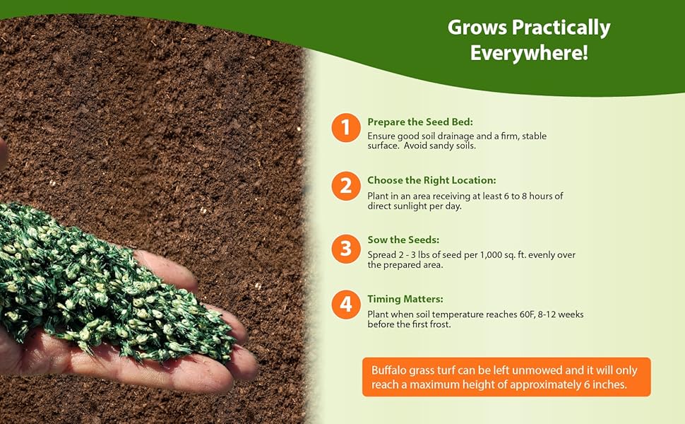 Top Rated Texoka Buffalo Grass