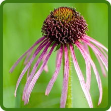 Distinctive Flower Shape of Pale Purple Coneflower