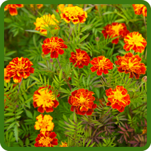 Ferny Foliage of Tagetes Patula French Marigold
