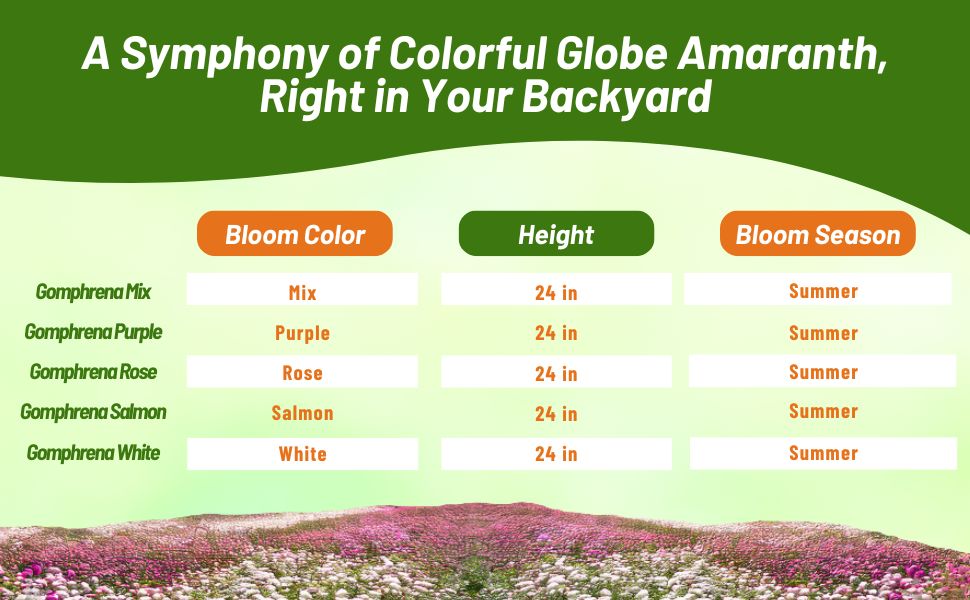 Bloom Season, Color, & Height Chart of Gomphrena Globosa
