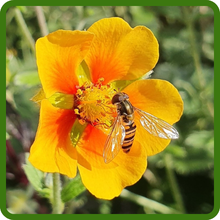Pollinator Friendly Cinquefoil Flower With Bee