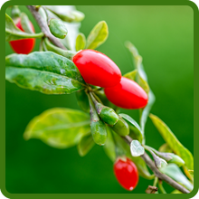 Fast Growing Goji Berry Shrub