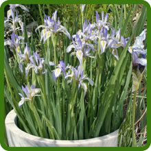Iris Plants Suitable for Cut Flowers In Containers