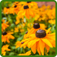 Golden Yellow Blooms of Rudbeckia Hirta Black-eyed Susan