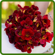 Nasturtium Cut Flower Arrangement